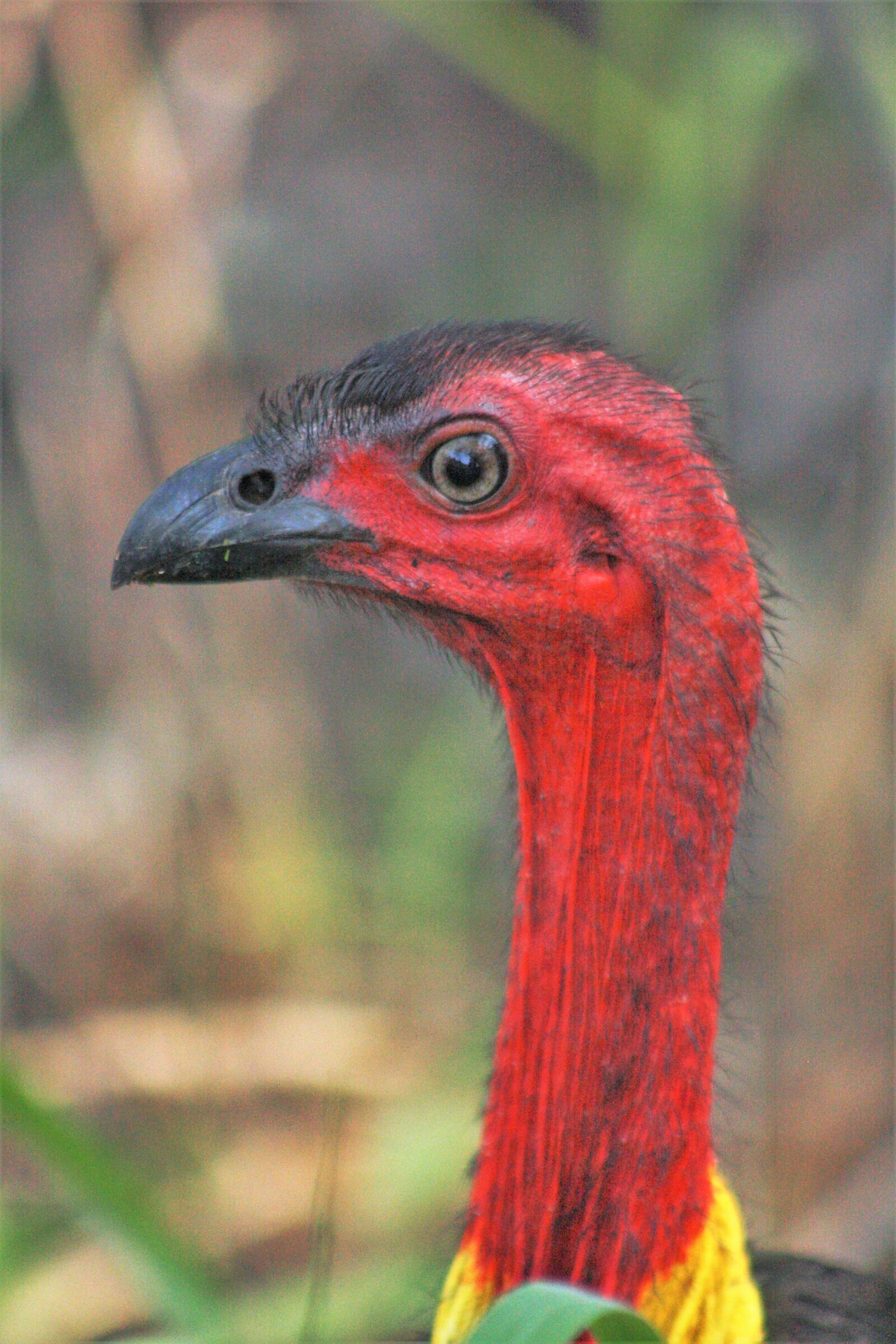 Canon EOS 1000D (EOS Digital Rebel XS / EOS Kiss F) sample photo. Bush turkey, face, red photography
