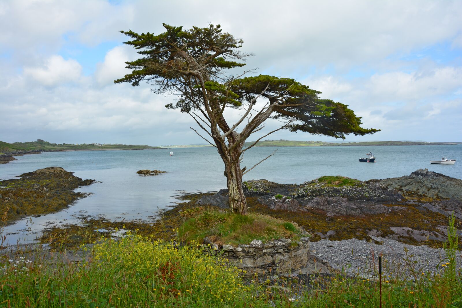 Nikon D5200 sample photo. Tree, ireland, coast photography