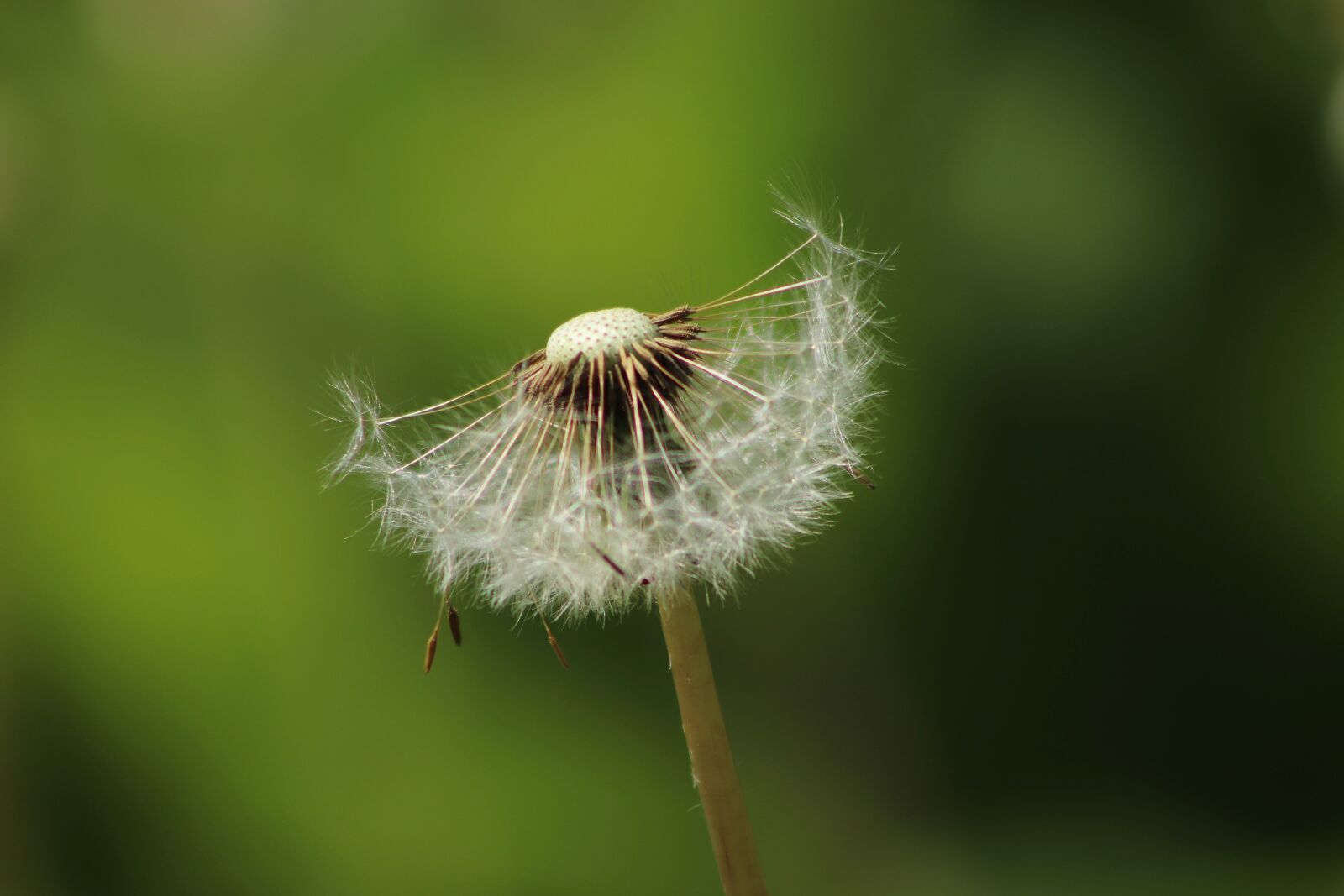Canon EOS 800D (EOS Rebel T7i / EOS Kiss X9i) sample photo. Dandelion, faded, seeds photography