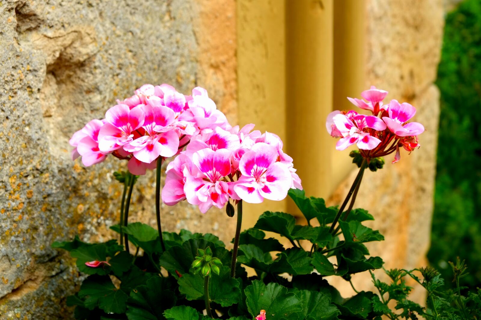 Fujifilm X-E1 sample photo. Flower, summer, nature photography