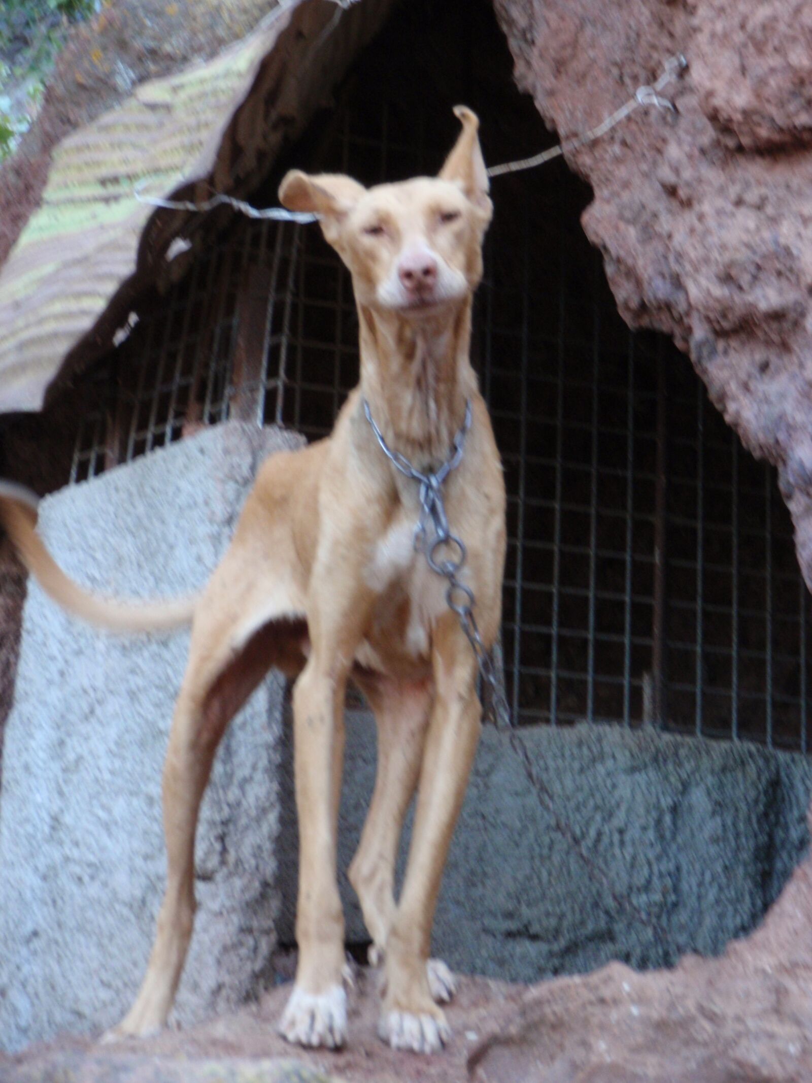 Olympus u9000,S9000 sample photo. Dog, lanzarote, animals photography