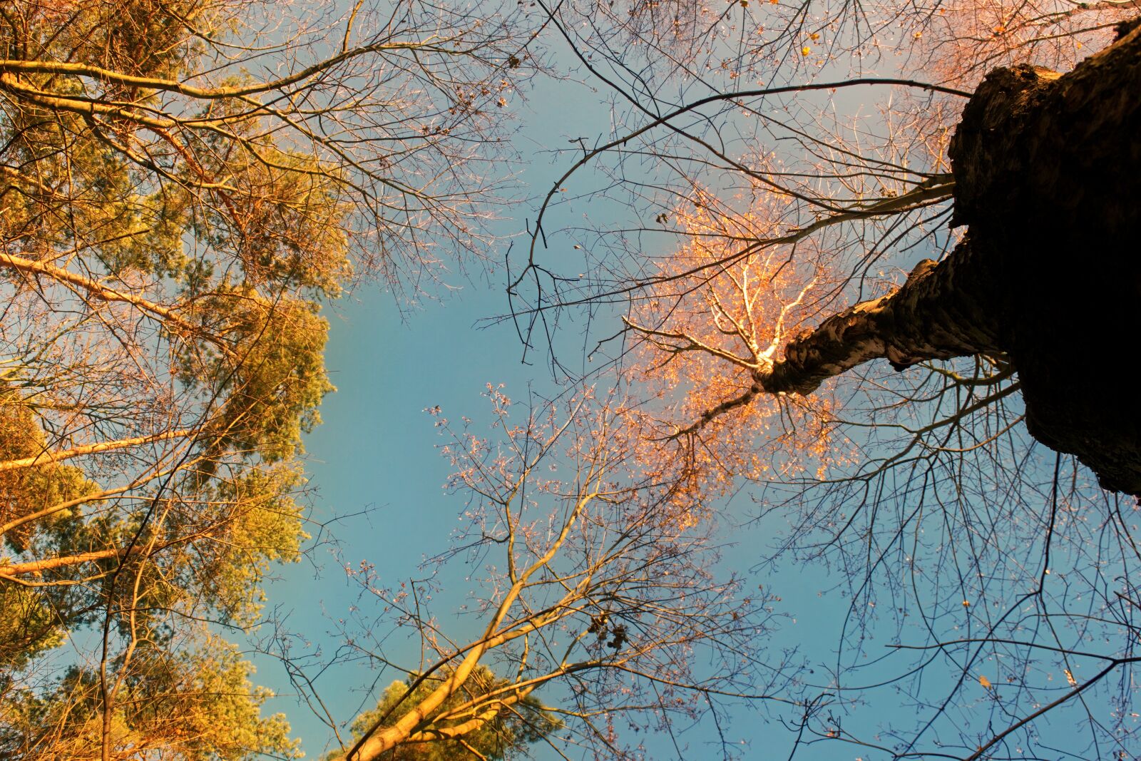 Nikon D3100 sample photo. Trees, forest, autumn photography