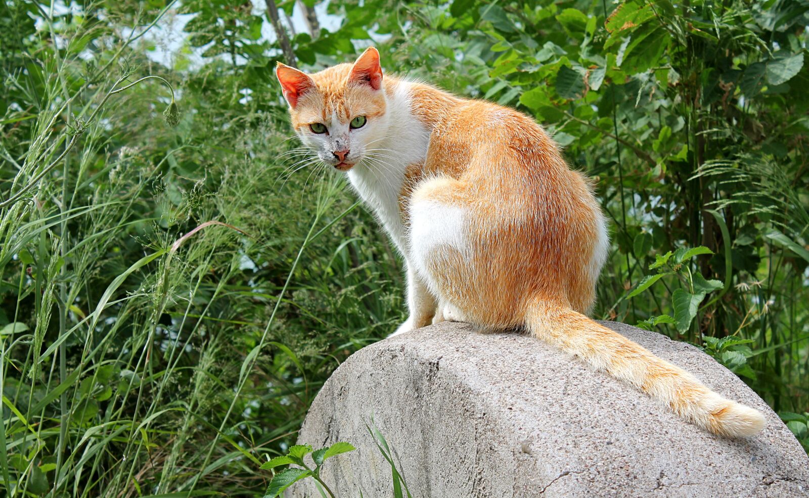 Canon EOS 1100D (EOS Rebel T3 / EOS Kiss X50) sample photo. Cat, cats, pet photography
