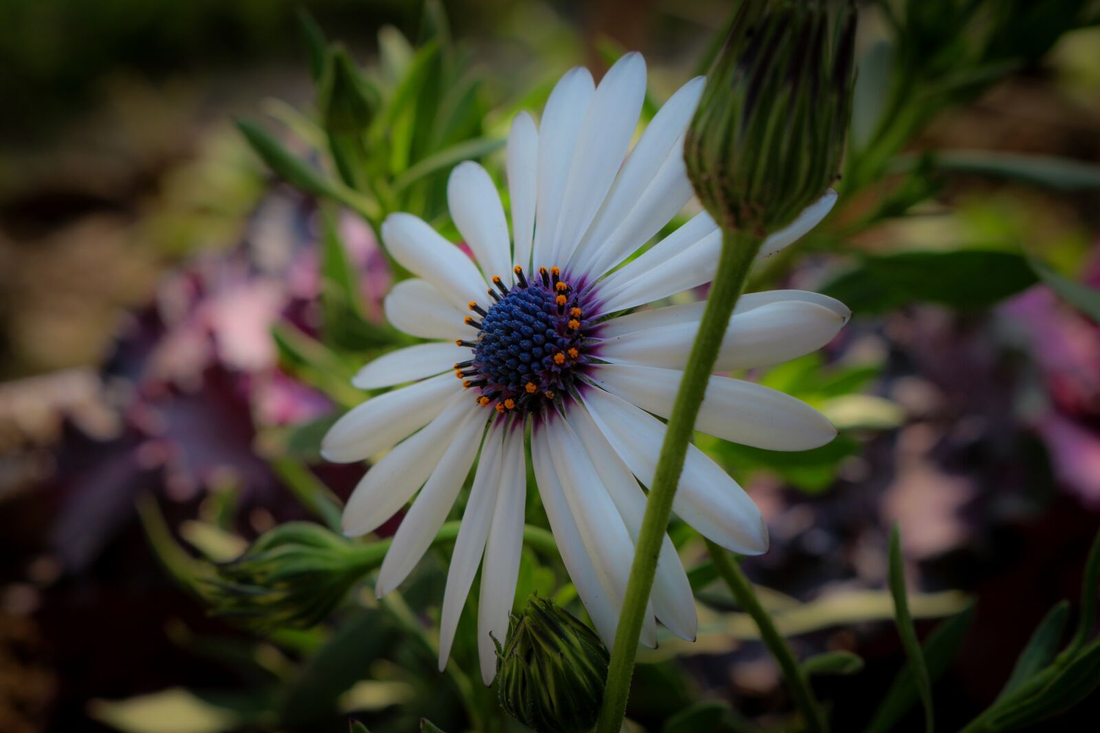 Canon EOS 700D (EOS Rebel T5i / EOS Kiss X7i) sample photo. Flower, macro, nature photography