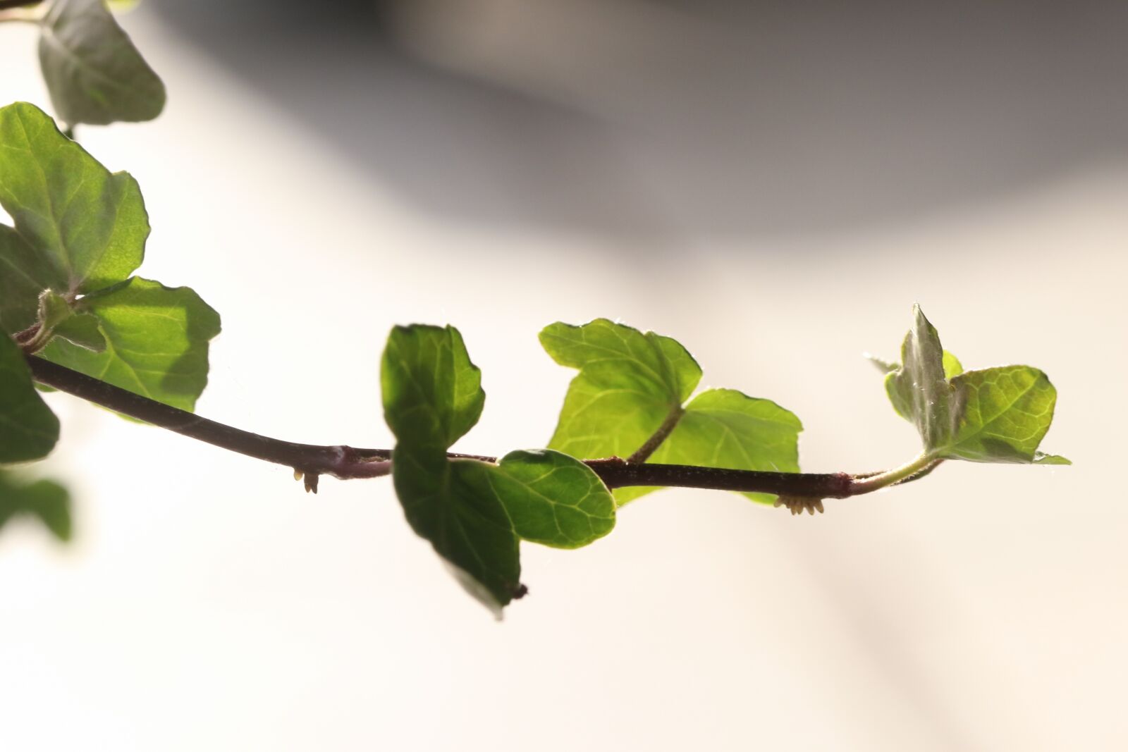 Canon EOS 7D Mark II sample photo. Branch, plant, green photography