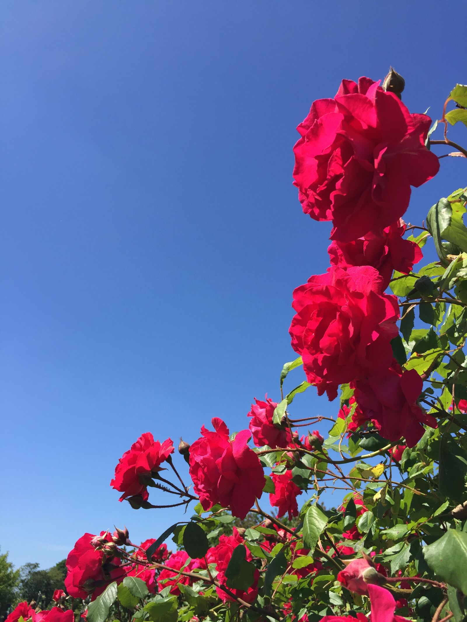 Apple iPhone 6 sample photo. Red, roses photography