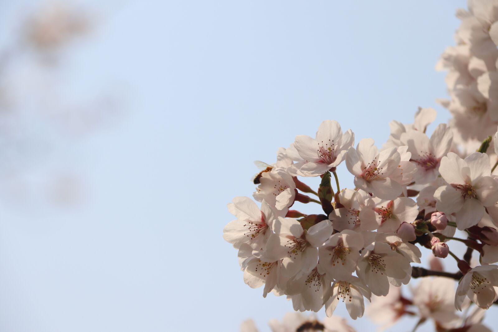 Canon EOS 800D (EOS Rebel T7i / EOS Kiss X9i) sample photo. Cherry, flowers, spring photography