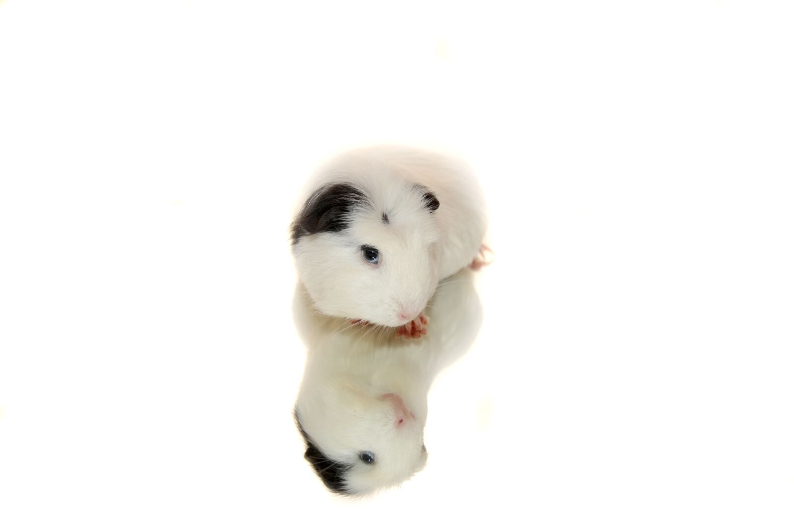 Canon EOS 650D (EOS Rebel T4i / EOS Kiss X6i) sample photo. Guinea pig, mirroring, white photography