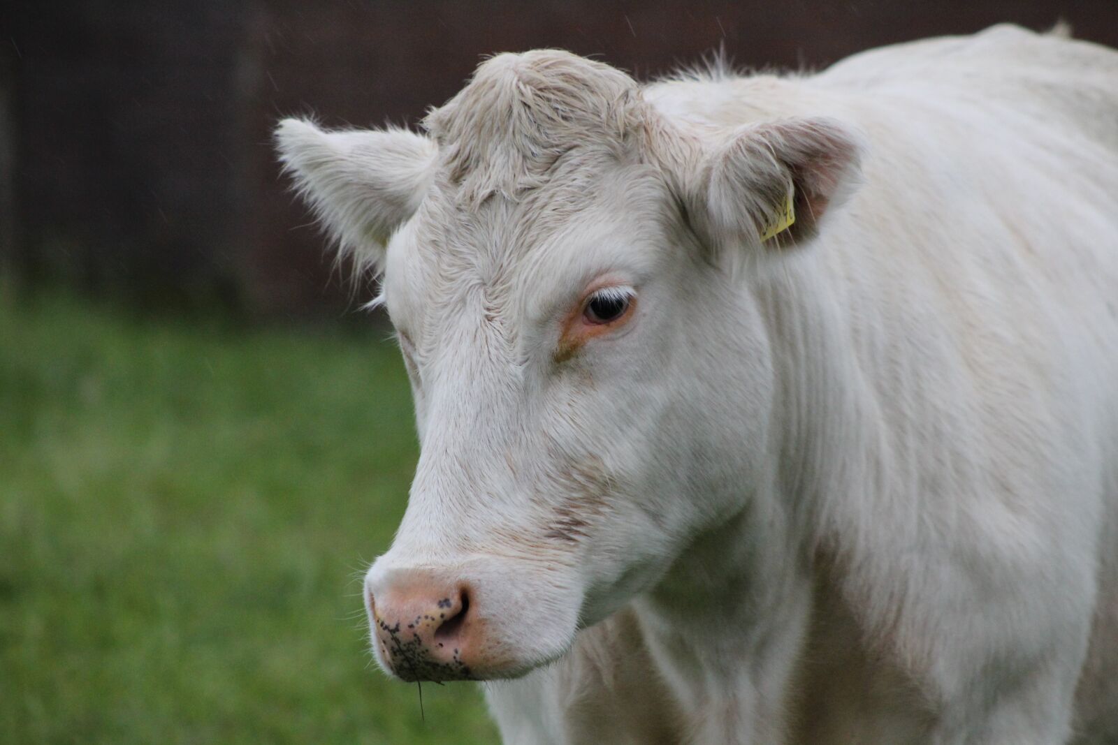 Canon EOS 600D (Rebel EOS T3i / EOS Kiss X5) sample photo. Cow, white, farm photography