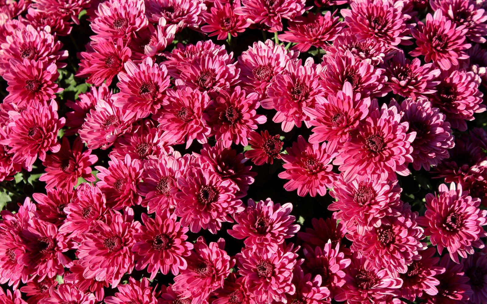 Canon EOS 1200D (EOS Rebel T5 / EOS Kiss X70 / EOS Hi) sample photo. Chrysanthemum, flowers, purple photography