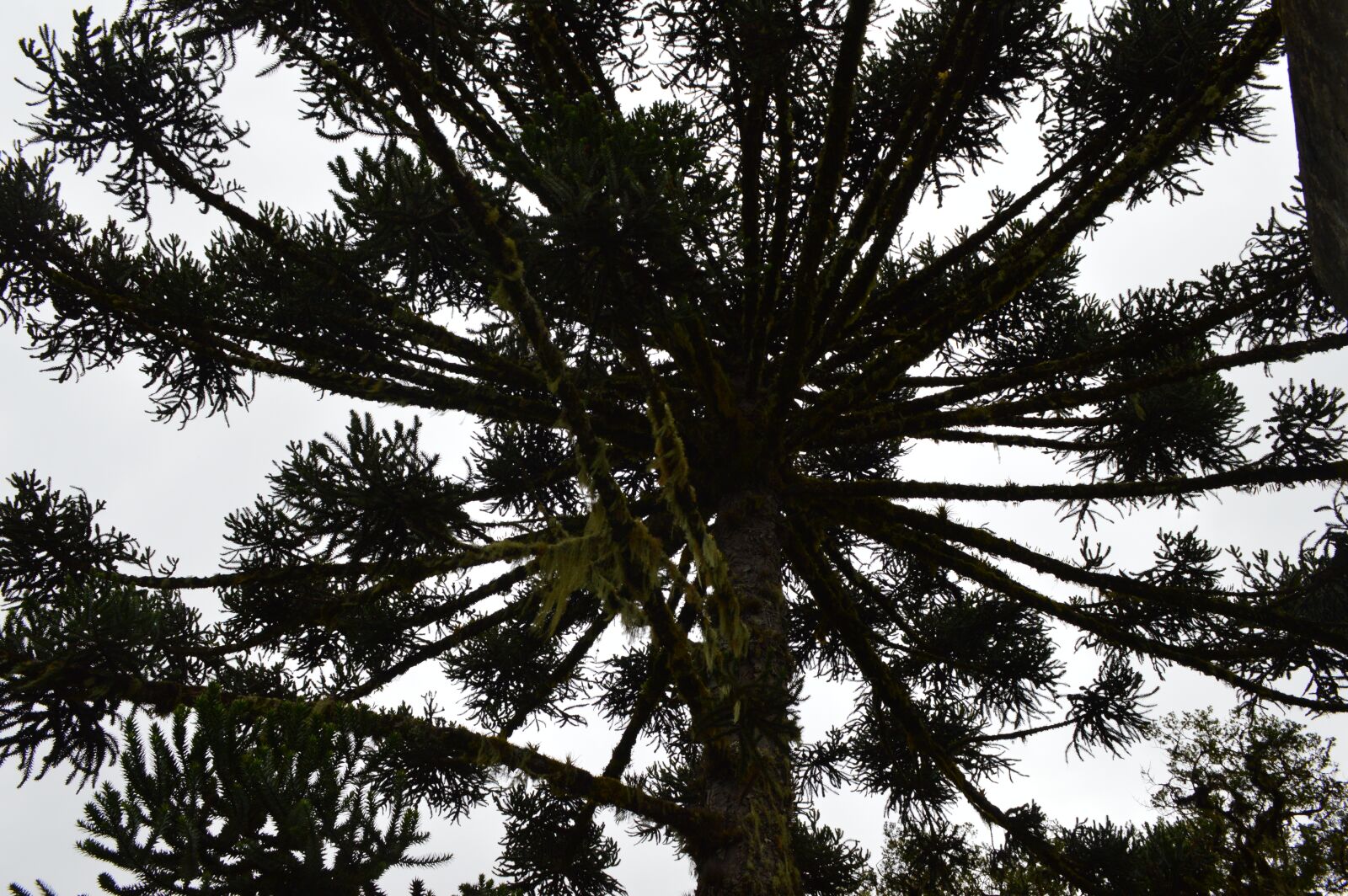 Nikon D3200 sample photo. Araucaria, south, nature photography