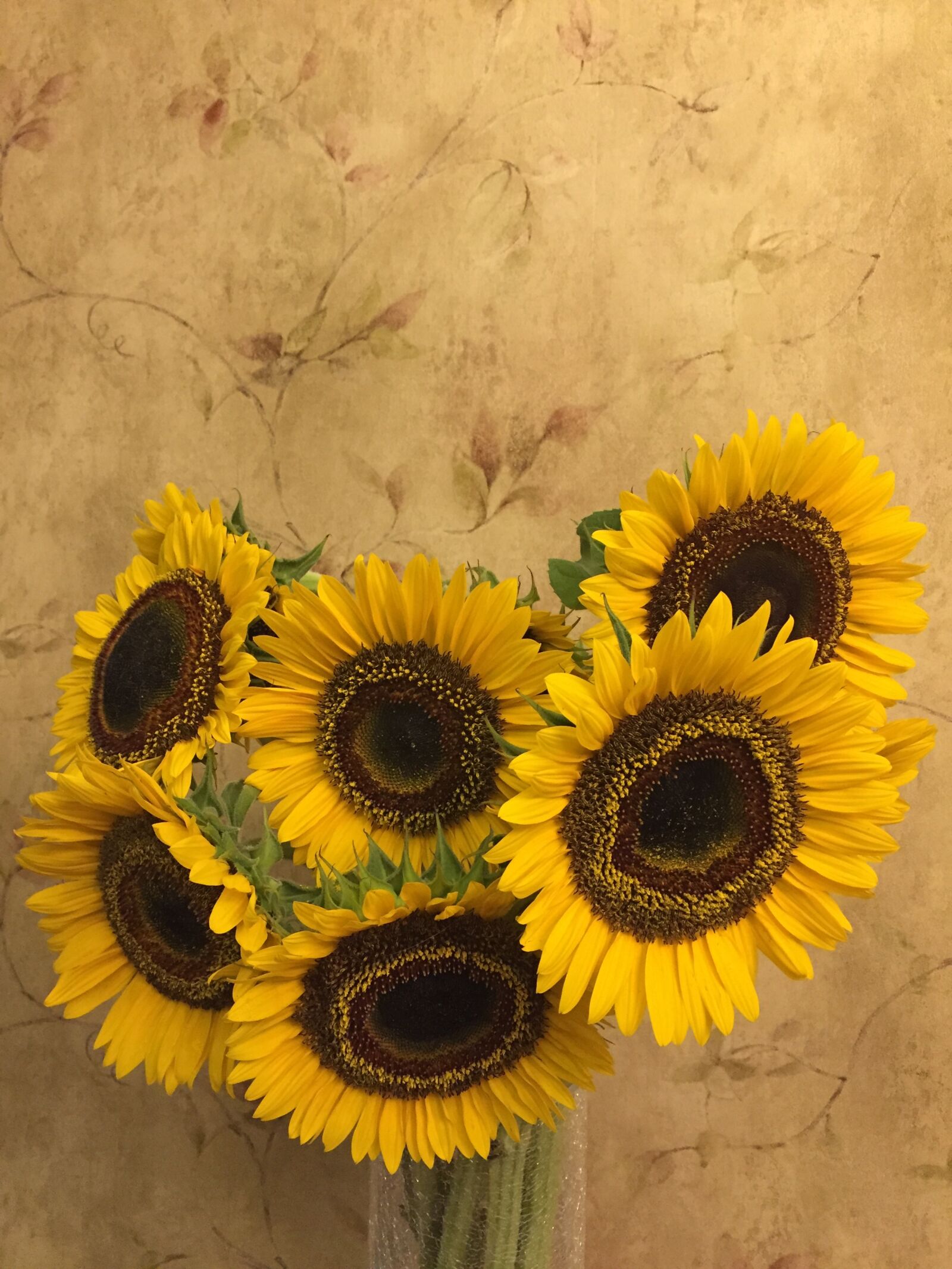 Apple iPhone 6 sample photo. Sunflower, flower, plant photography