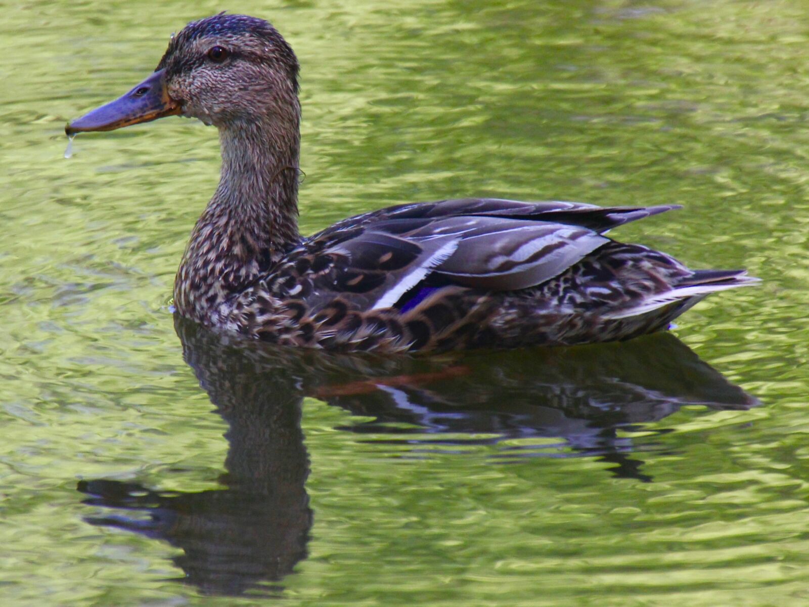 Canon EOS 60D sample photo. Duck, bird, water bird photography