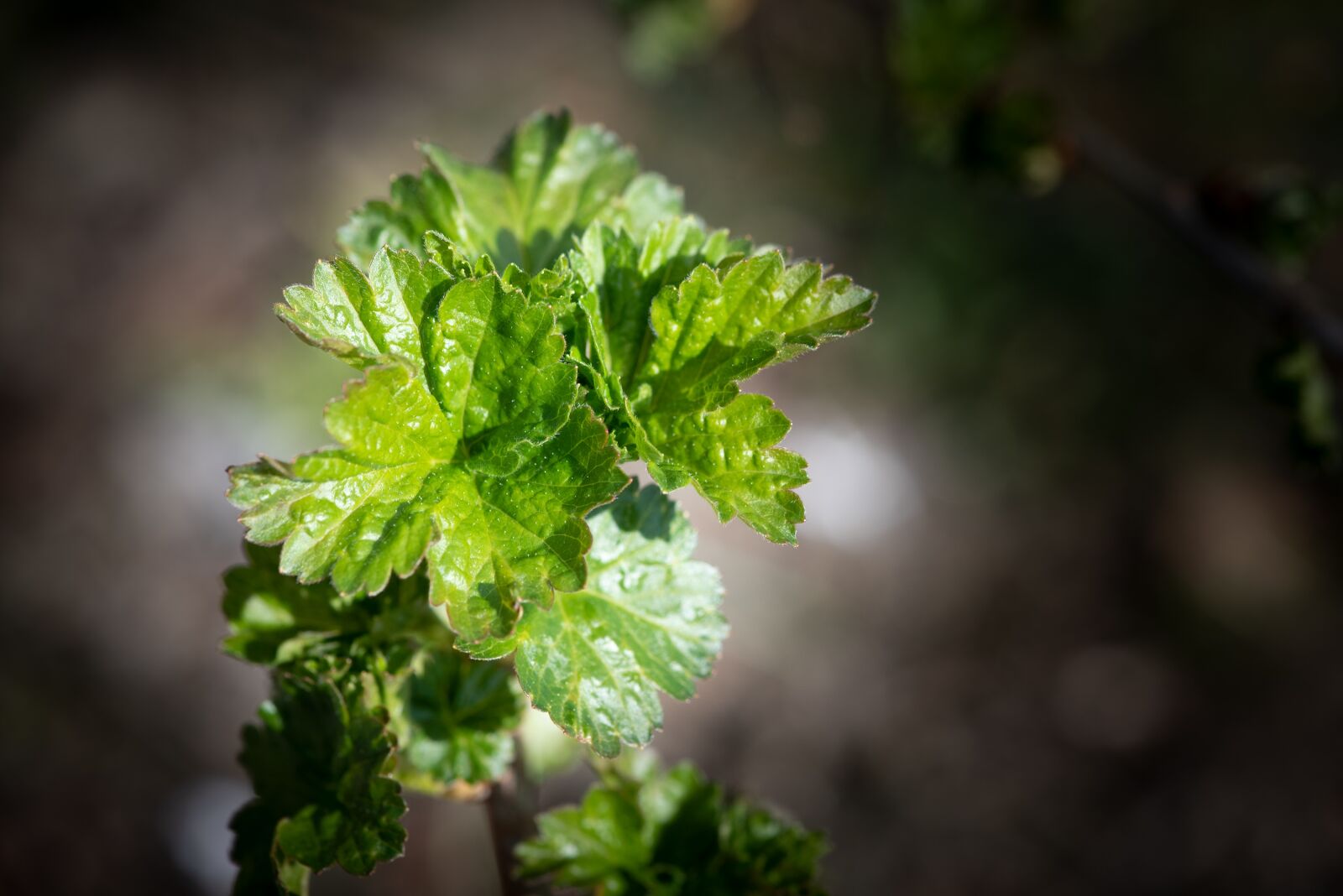Nikon D750 sample photo. Leaves, shoots, green photography
