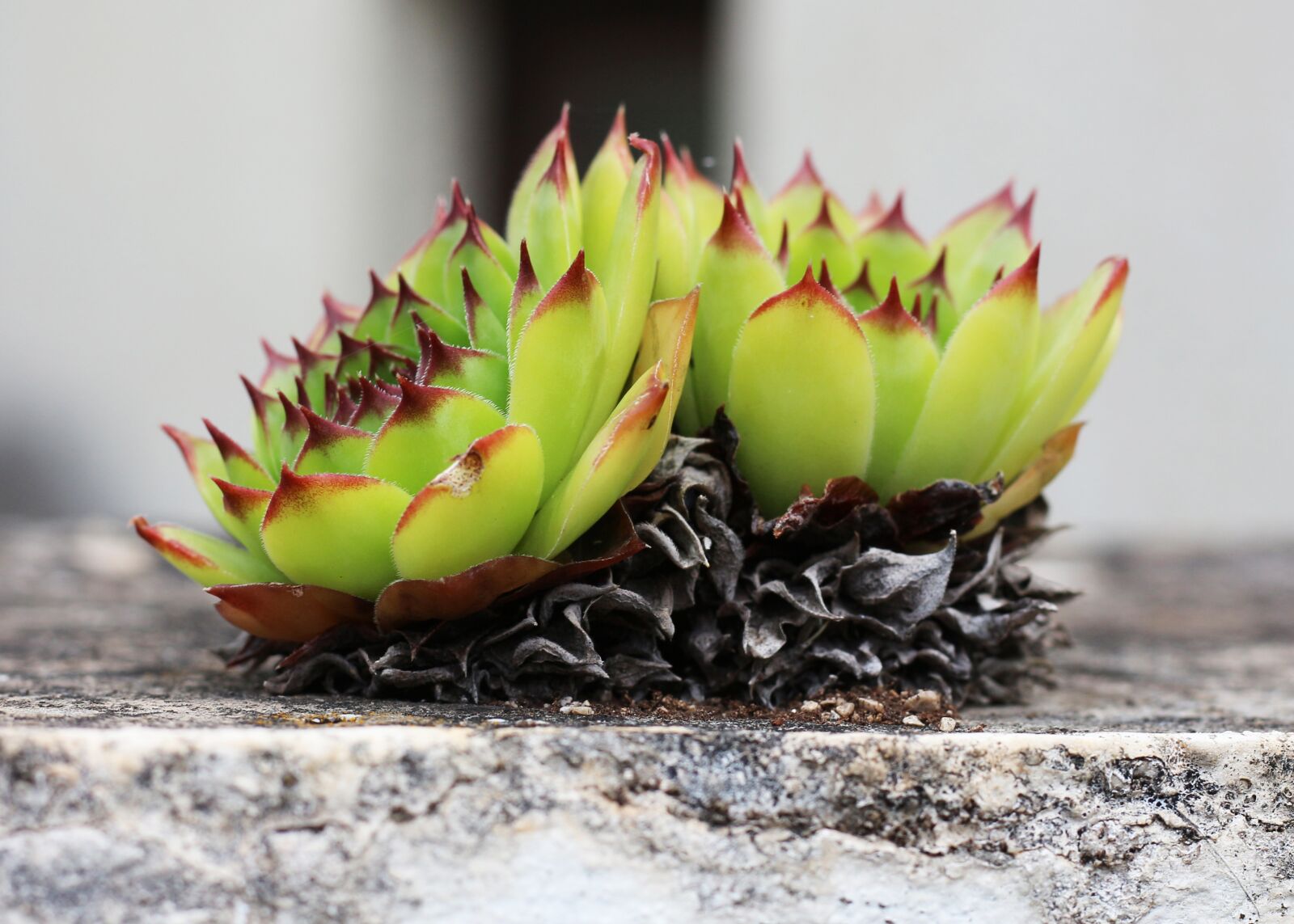 Canon EOS 700D (EOS Rebel T5i / EOS Kiss X7i) + Canon EF 50mm F1.8 STM sample photo. Succulent, houseleek, sempervivum photography