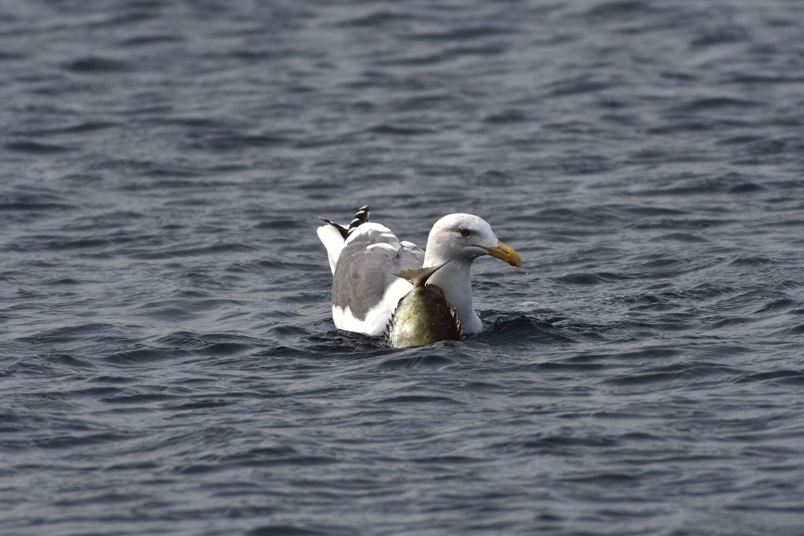 Nikon D500 sample photo. Waters, bird, natural photography