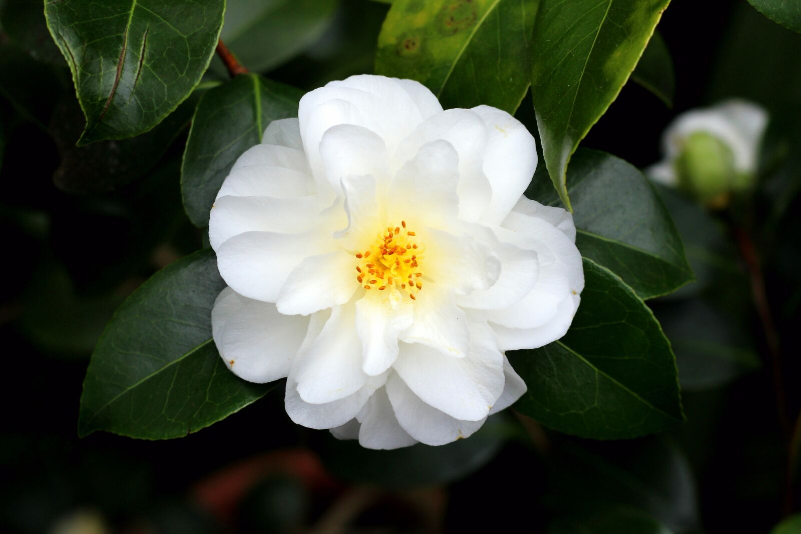 Canon EOS 600D (Rebel EOS T3i / EOS Kiss X5) sample photo. Plant, flower, nature photography
