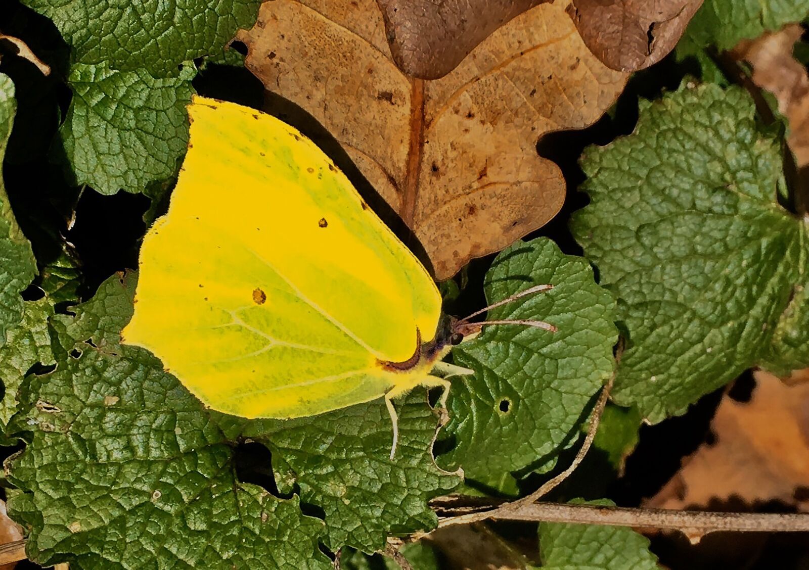 iPhone SE back camera 4.15mm f/2.2 sample photo. Gonepteryx rhamni, forest, ground photography