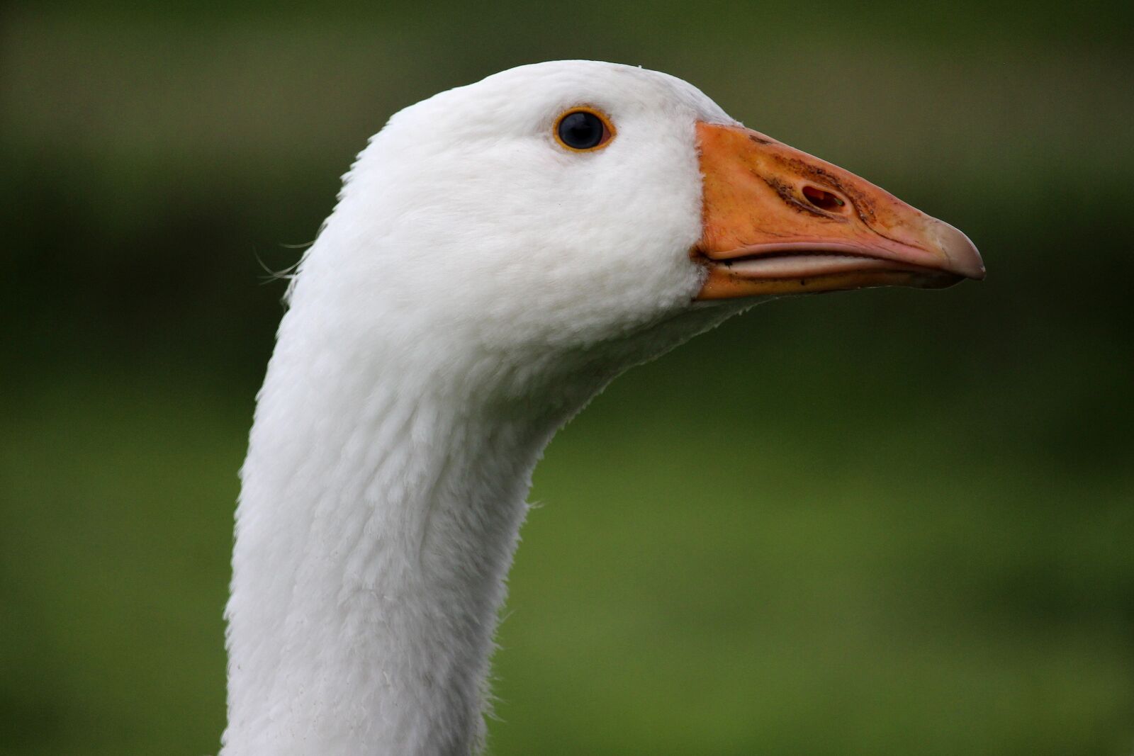 Canon EF-S 55-250mm F4-5.6 IS STM sample photo. Goose, white, head photography