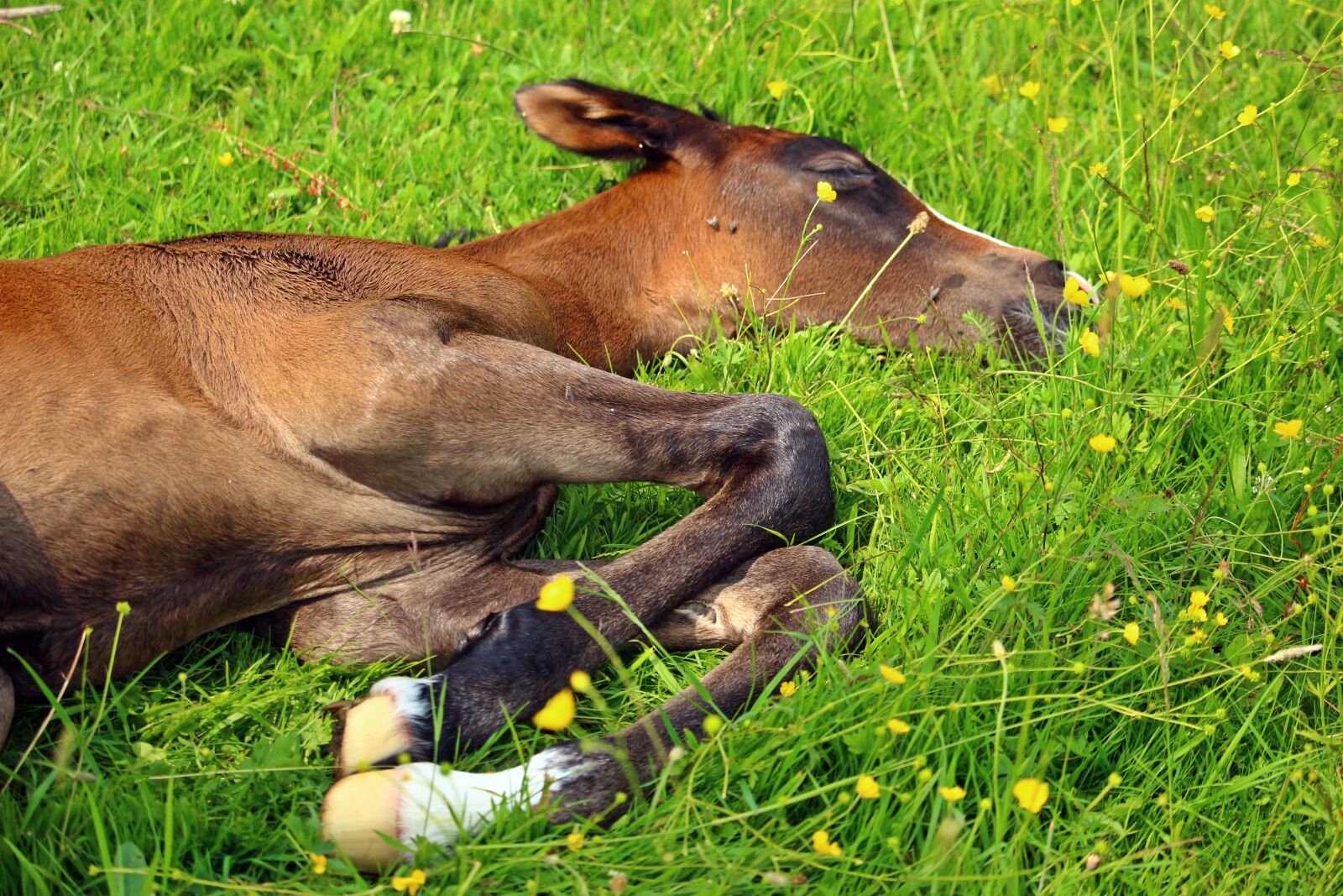 Canon EOS 100D (EOS Rebel SL1 / EOS Kiss X7) sample photo. Foal, thoroughbred arabian, sleep photography