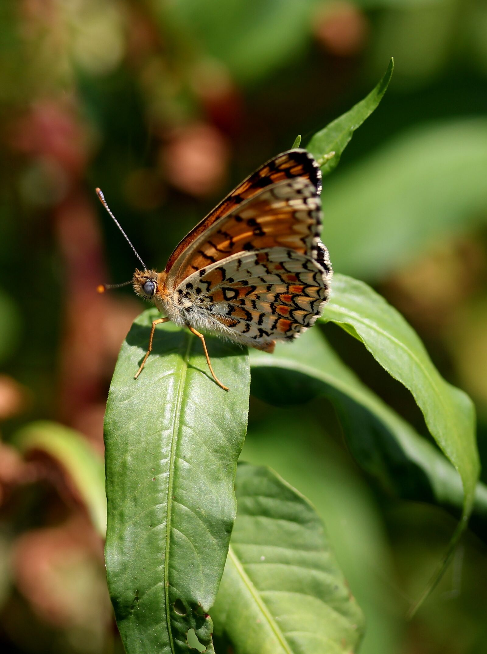 Canon EF-S 60mm F2.8 Macro USM sample photo. Butterfly, coloring, wings photography