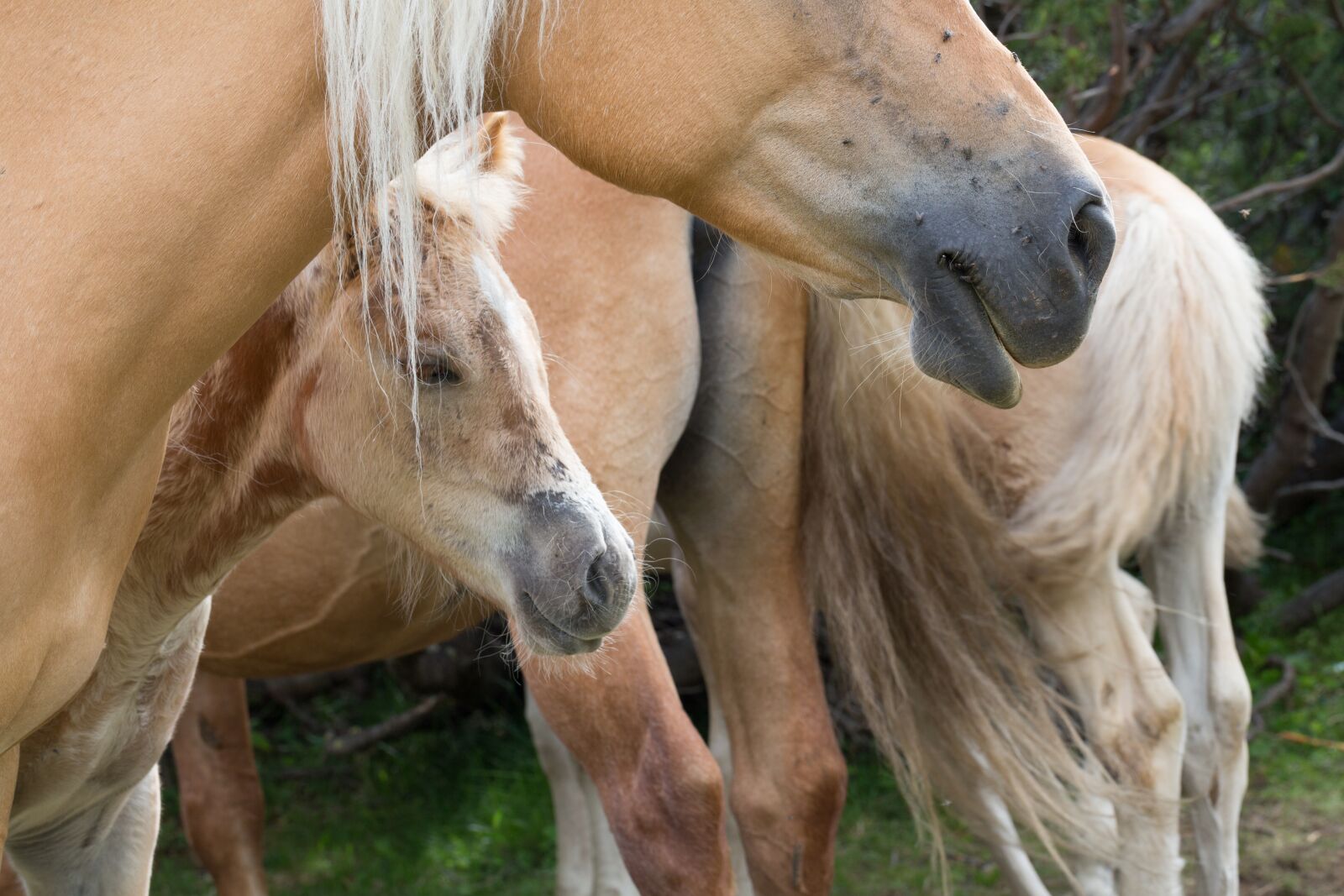 Canon EF 100mm F2.8L Macro IS USM sample photo. Horses, wild, equestrian photography