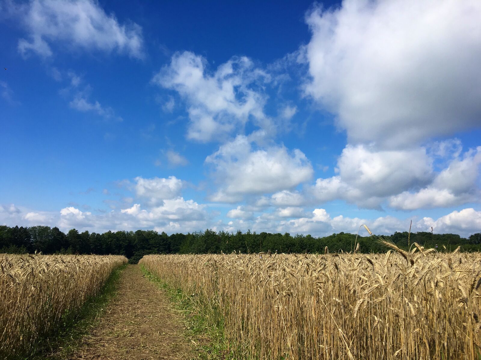Apple iPhone 6s sample photo. Field, ray, sky photography