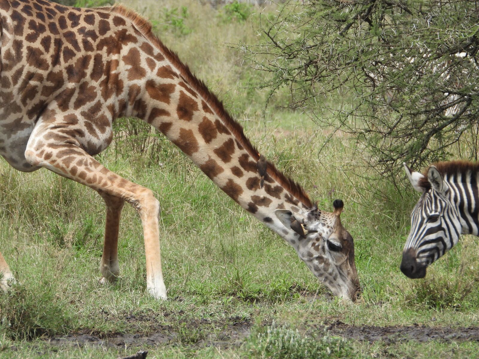 Nikon Coolpix P1000 sample photo. Giraffe, africa, nature photography