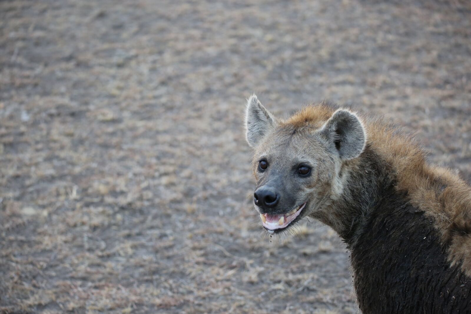 150-600mm F5-6.3 DG OS HSM | Contemporary 015 sample photo. Hyena, wildlife, safari photography