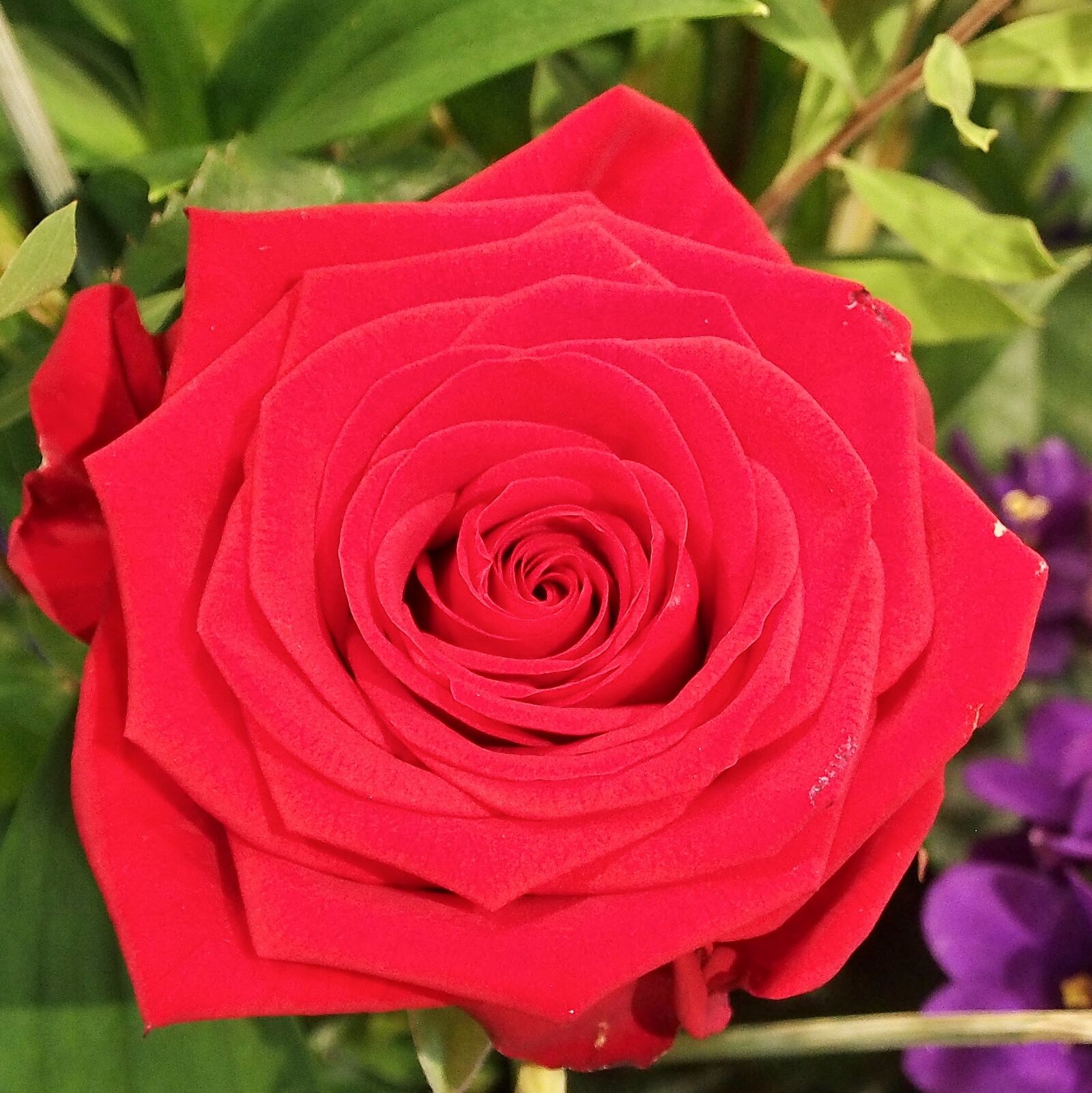 Olympus OM-D E-M5 sample photo. Rose, flower, flowers photography