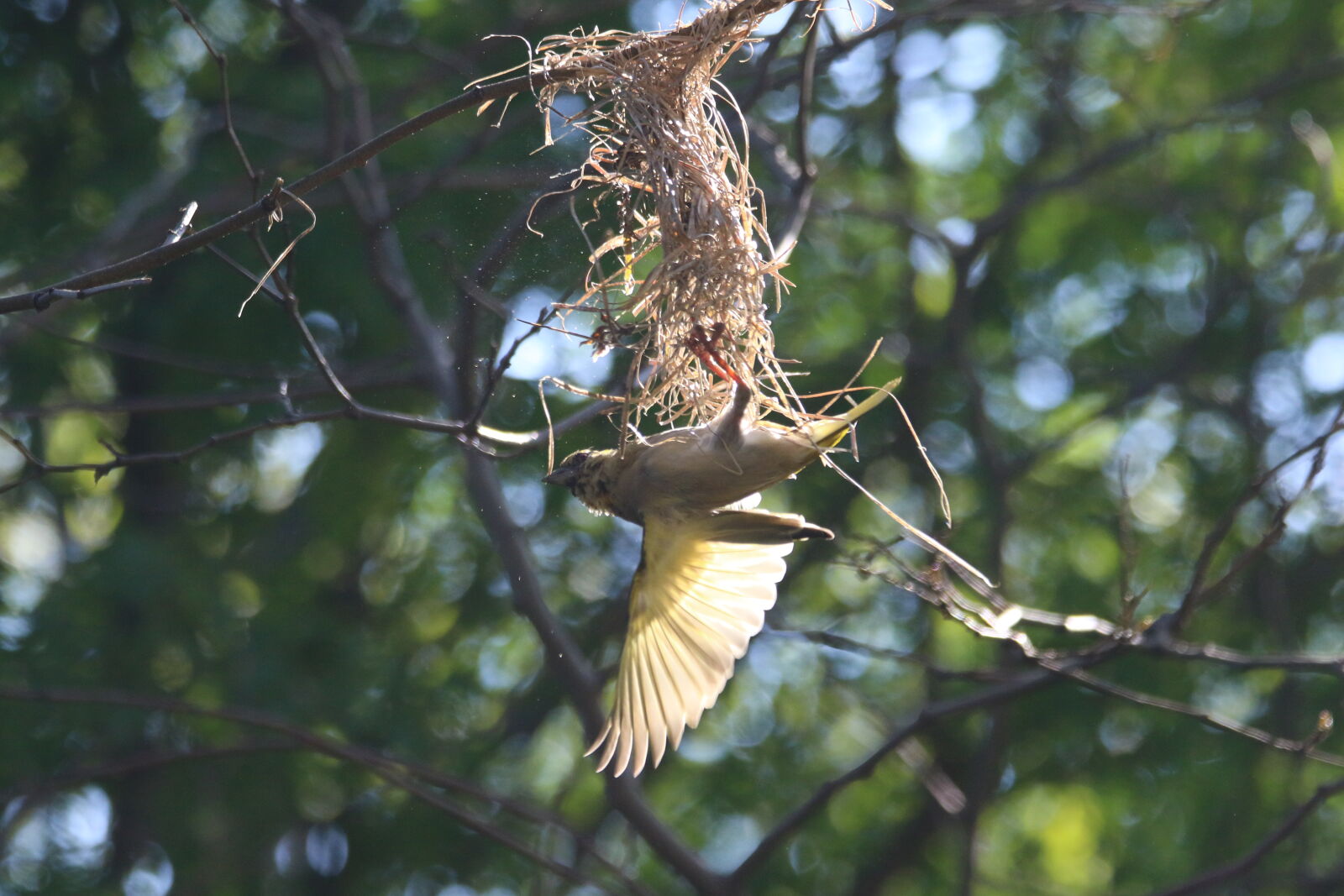Canon EOS 7D Mark II sample photo. Animal, bird, built, destroy photography