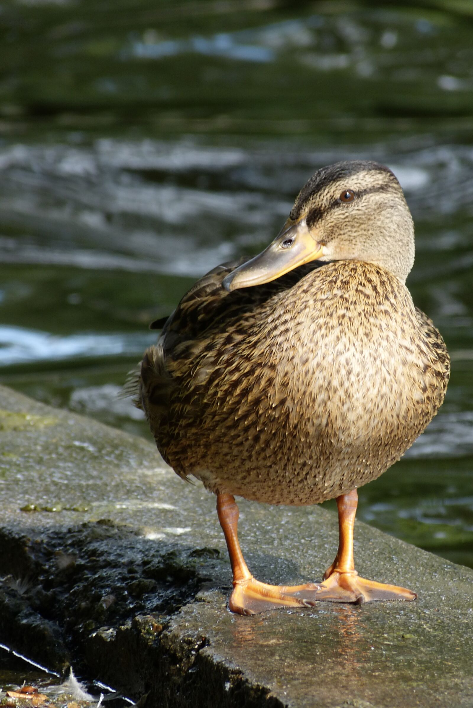 Panasonic Lumix DMC-FZ150 sample photo. Duck, bird, mallard duck photography