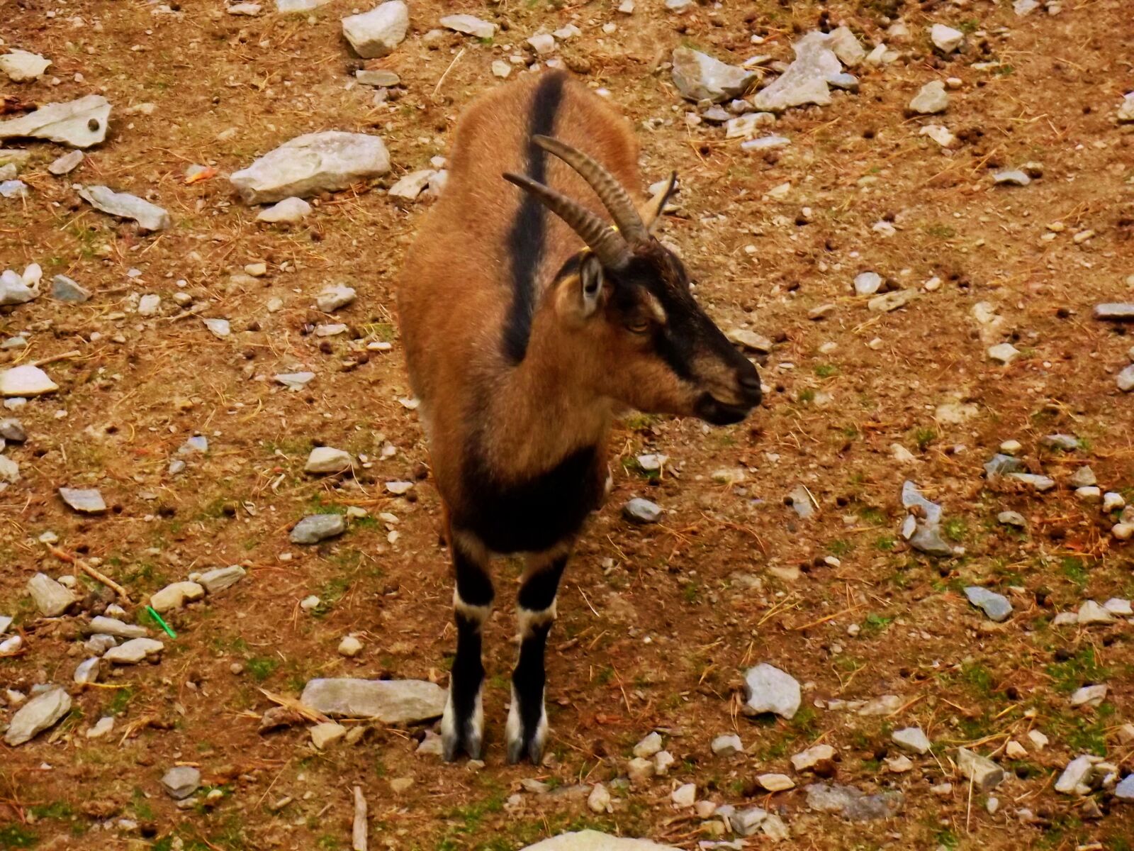 Fujifilm FinePix S2995 sample photo. Goat, animal, deer photography