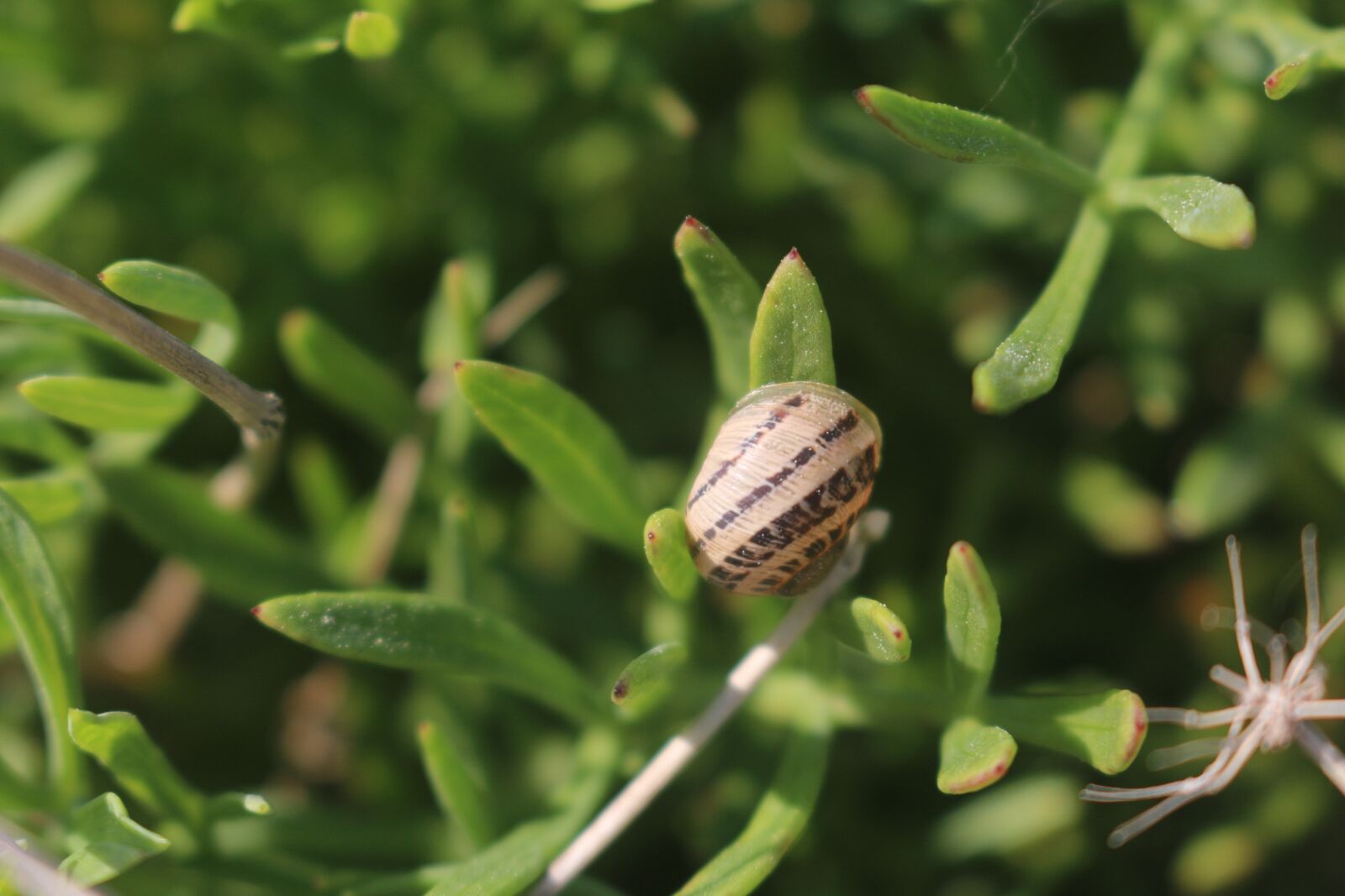 Canon EOS 70D sample photo. Snail, nature, spiral photography