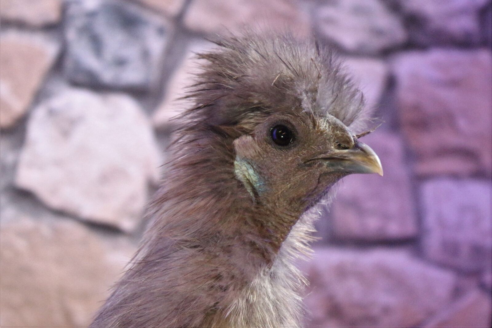 Canon EF-S 18-55mm F3.5-5.6 IS sample photo. Chicken, hen, poultry photography