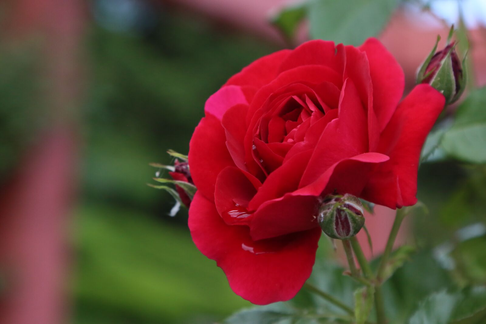 Canon EF 24-105mm F4L IS USM sample photo. Rose, natural, spring photography