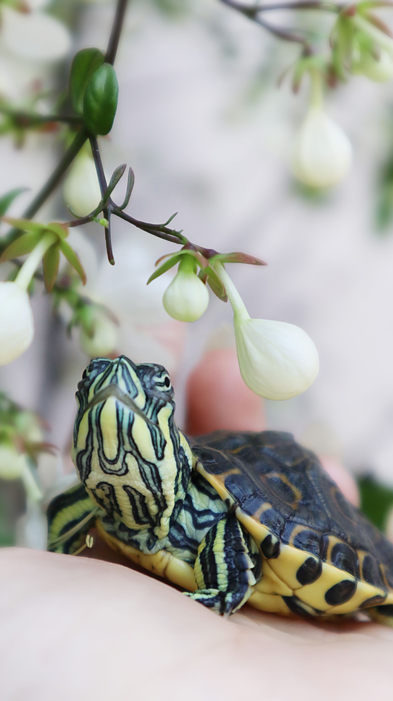 Canon EOS M50 (EOS Kiss M) sample photo. Turtle, flowers, spring photography