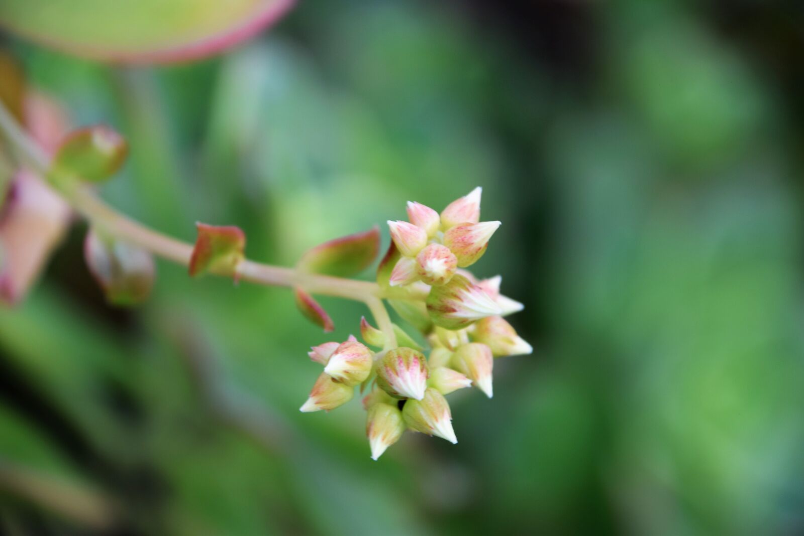 Nikon D3300 sample photo. Unique, wow gardening, plants photography