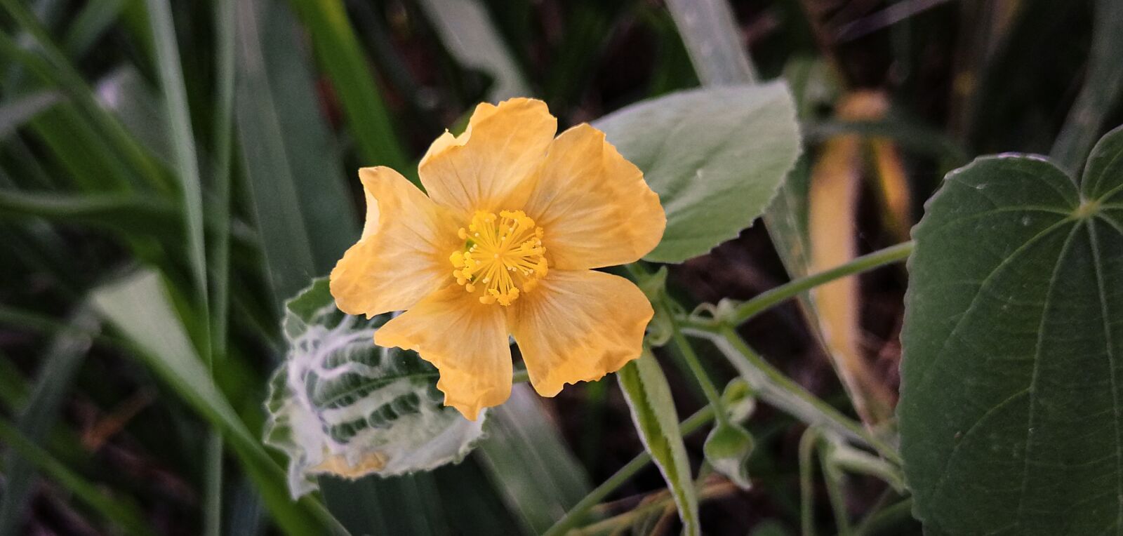 HUAWEI SNE-LX3 sample photo. Flower, yellow, leaves photography