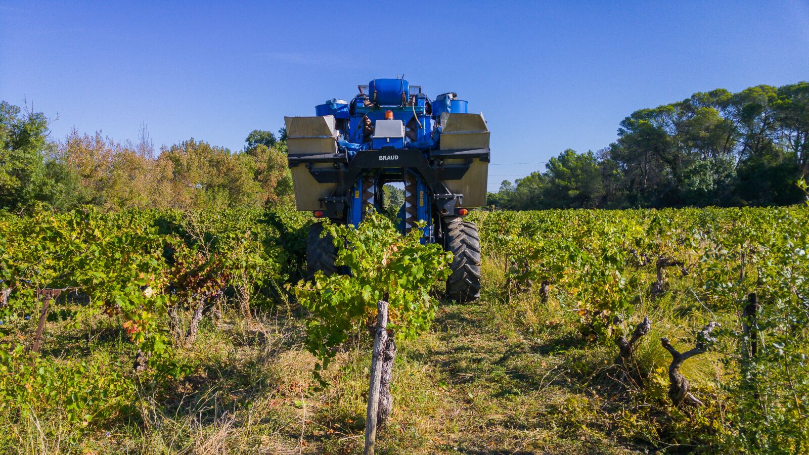LG G4 sample photo. Harvest, grape harvesting machine photography
