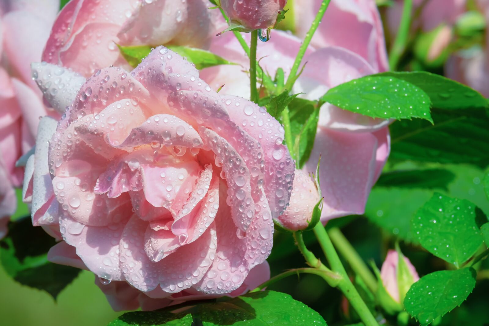Fujifilm XF 55-200mm F3.5-4.8 R LM OIS sample photo. Rose, flower, blossom photography