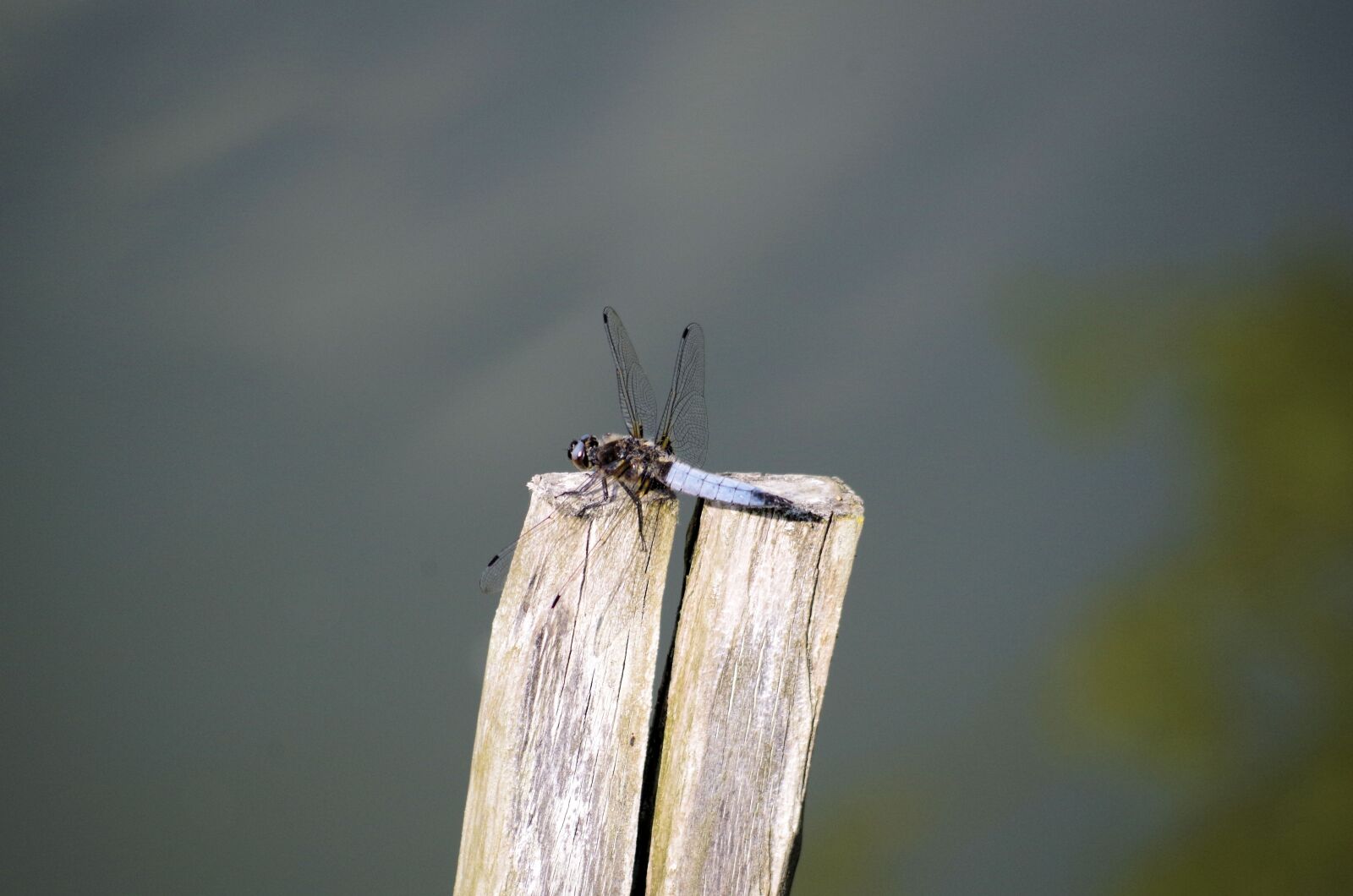 Pentax K-50 sample photo. Dragonfly, post, pond photography