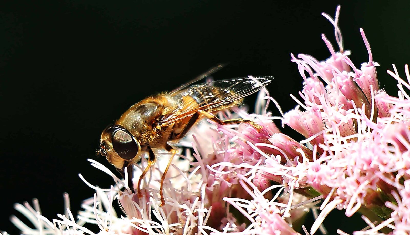 Canon EOS 550D (EOS Rebel T2i / EOS Kiss X4) sample photo. Arthropod, macro, detail, nature photography