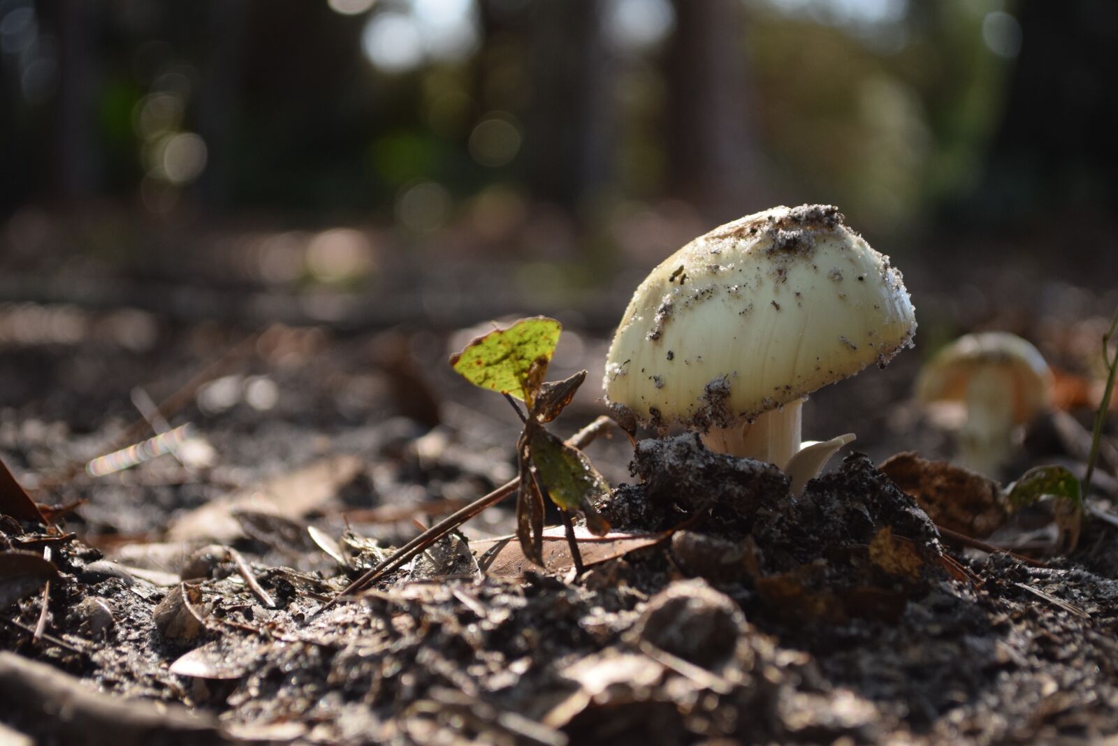 Nikon D5300 sample photo. Mushroom, nature, dirt photography
