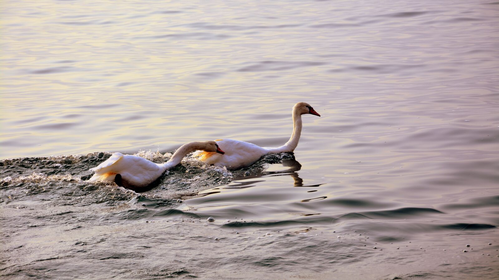Nikon D7100 sample photo. Swan, follow, love photography