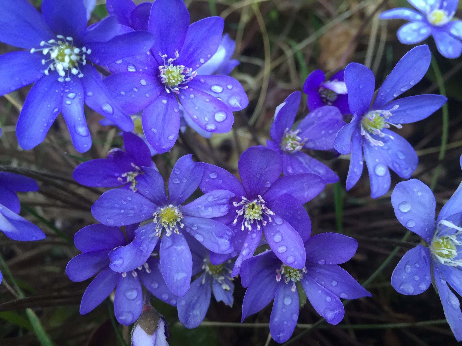 Apple iPhone 6 sample photo. Blue anemone, raindrops, dew photography