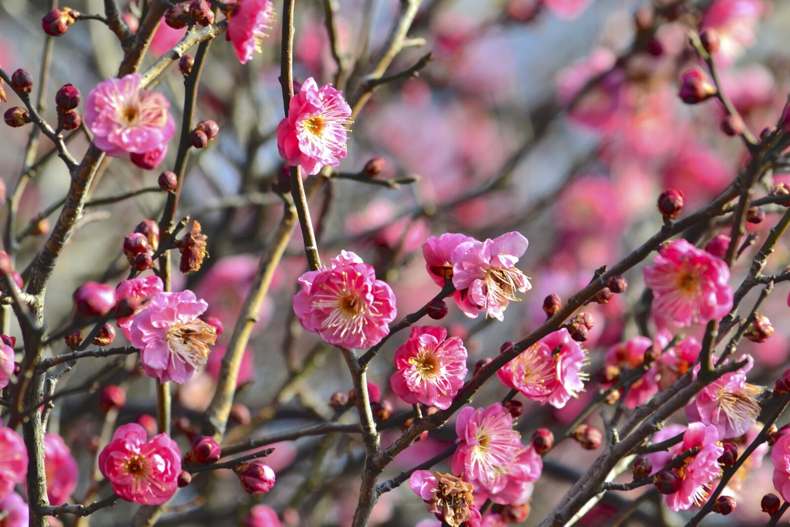 Nikon D3100 sample photo. Plum, flowers, pink photography
