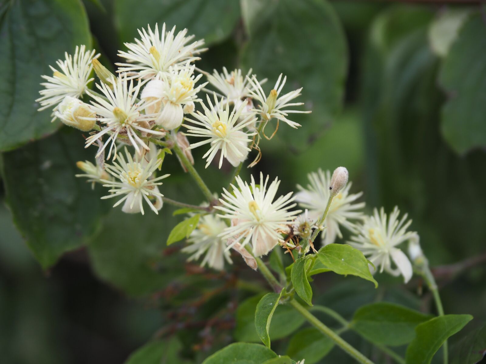 Olympus PEN E-PL7 sample photo. Flower, summer, sun photography