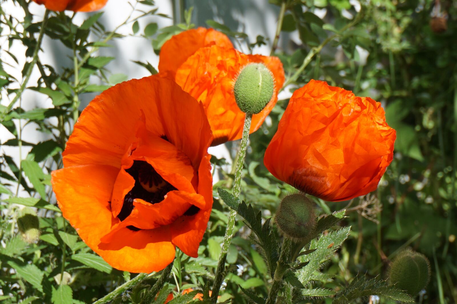 Sony a6000 sample photo. Poppies, garden, red photography