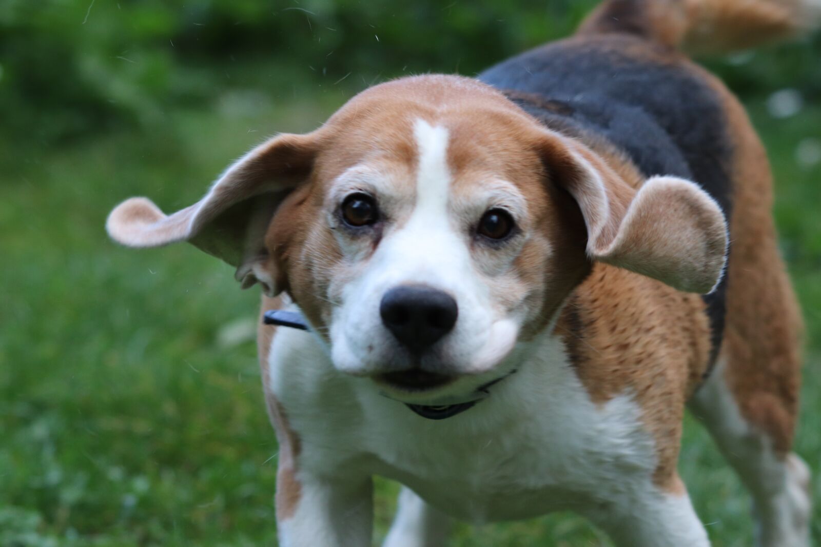 Canon EF 70-300 F4-5.6 IS II USM sample photo. Dog, pets, puppy photography
